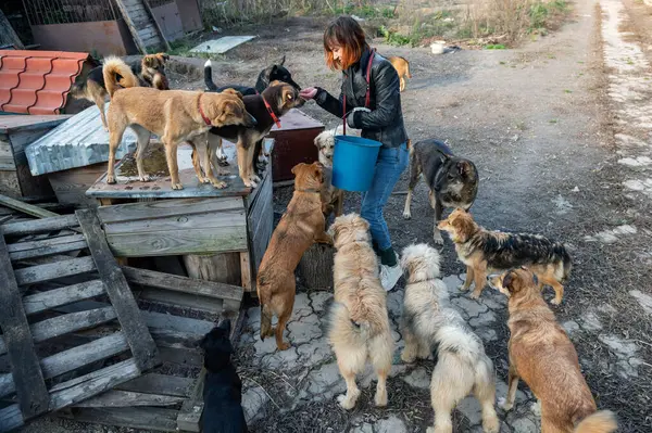 Barınaktaki köpek. Hayvan barınağı gönüllüsü köpeklerle ilgileniyor. Hayvan gönüllüleri evsiz hayvanlarla ilgilenir..