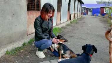 Hayvan barınağı gönüllüsü köpeklerle ilgileniyor. Barınaktaki köpek. Kafesteki Lonley köpekleri neşeli kadın gönüllülerle