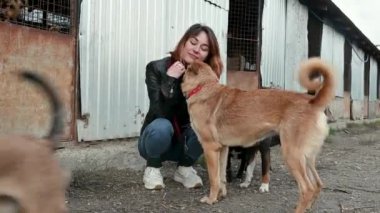 Hayvan barınağı gönüllüsü köpeklerle ilgileniyor. Barınaktaki köpek. Kafesteki Lonley köpekleri neşeli kadın gönüllülerle