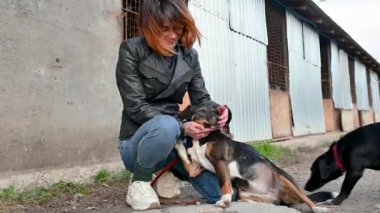 Hayvan barınağı gönüllüsü köpeklerle ilgileniyor. Barınaktaki köpek. Kafesteki Lonley köpekleri neşeli kadın gönüllülerle