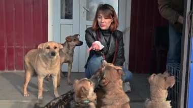 Hayvan barınağı gönüllüsü köpeklerle ilgileniyor. Barınaktaki köpek. Kafesteki Lonley köpekleri neşeli kadın gönüllülerle