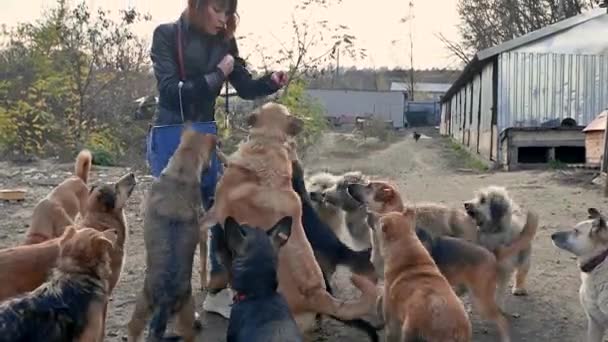 Animal Refuge Volontaire Prend Soin Des Chiens Chien Abri Chiens — Video