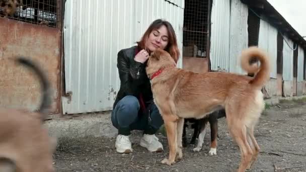 Animal Refugio Voluntario Encarga Los Perros Perro Refugio Lonley Perros — Vídeos de Stock