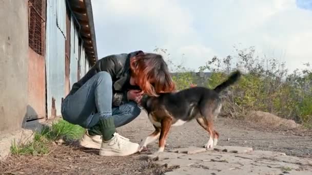 Доброволец Приюта Животных Заботится Собаках Собака Приюте Собаки Лонли Клетке — стоковое видео