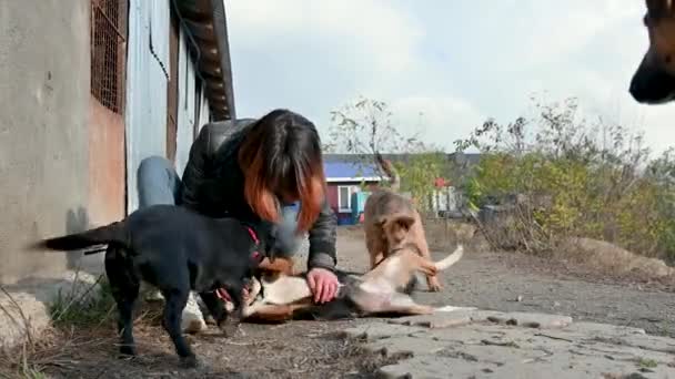 动物收容所志愿者照顾狗 狗在庇护所 与快乐的女性志愿者一起关在笼子里的龙利犬 — 图库视频影像