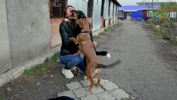 Доброволец Приюта Животных Заботится Собаках Собака Приюте Собаки Лонли Клетке — стоковое видео