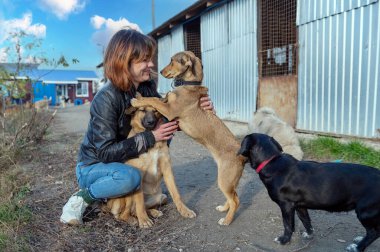 Barınaktaki köpek. Hayvan barınağı gönüllüsü köpeklerle ilgileniyor. Hayvan gönüllüleri evsiz hayvanlarla ilgilenir..