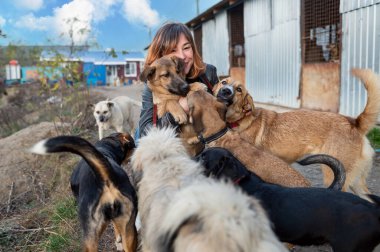 Barınaktaki köpek. Hayvan barınağı gönüllüsü köpeklerle ilgileniyor. Hayvan gönüllüleri evsiz hayvanlarla ilgilenir..