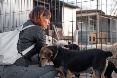 Barınaktaki köpek. Hayvan barınağı gönüllüsü köpeklerle ilgileniyor. Barınakta köpekle ilgilenen gönüllü.