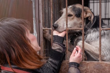 Barınaktaki köpek. Hayvan barınağı gönüllüsü köpeklerle ilgileniyor. Barınakta köpekle ilgilenen gönüllü.