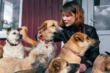 Barınaktaki köpek. Hayvan barınağı gönüllüsü köpeklerle ilgileniyor. Barınakta köpekle ilgilenen gönüllü.