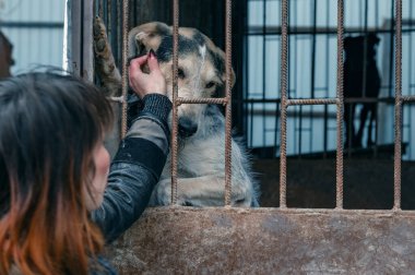 Barınaktaki köpek. Hayvan barınağı gönüllüsü köpeklerle ilgileniyor. Barınakta köpekle ilgilenen gönüllü.