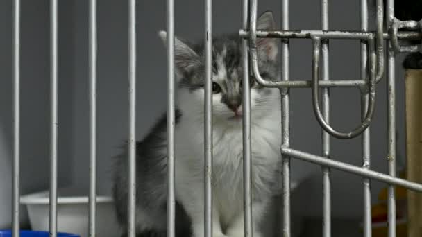 Kitten Cage Shelter Little Cat Veterinary Clinic Cat Waiting Adoption — Stock Video