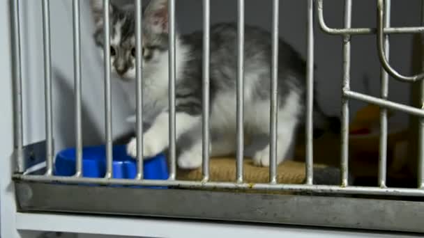 Gatito Una Jaula Refugio Pequeño Gato Una Clínica Veterinaria Gato — Vídeos de Stock