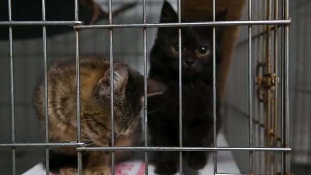 Gattino Una Gabbia Rifugio Piccolo Gatto Una Clinica Veterinaria Gatto — Video Stock