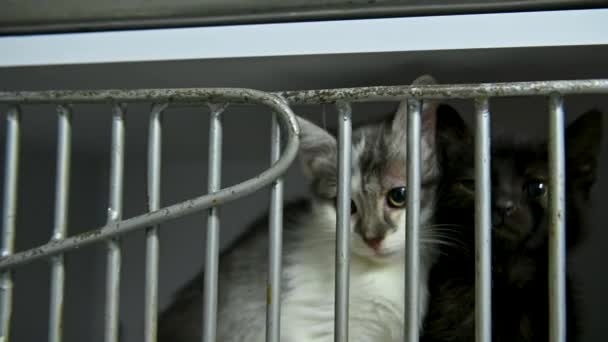 Kattungen Bur Ett Härbärge Liten Katt Veterinärklinik Katten Väntar Adoption — Stockvideo