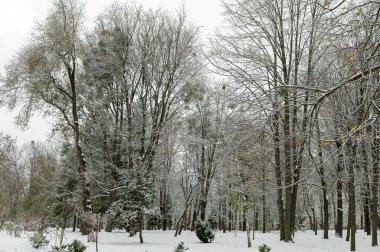Karla kaplı ağaç dalı. Köknar ağacı ormanındaki kış manzarası karla kaplıydı. Kar parkı 