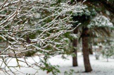 Karla kaplı ağaç dalı. Kış karlı parkı veya orman. 
