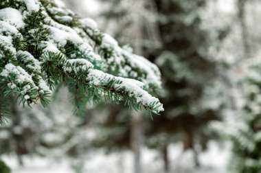 Karla kaplı ağaç dalı. Beyaz karlı Noel ağacı dalı. Kış karlı parkı veya orman