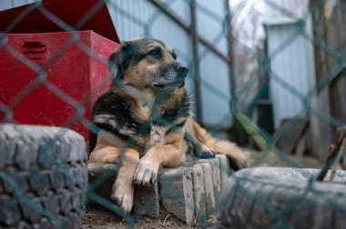 Hayvan barınağında sahiplenilmeyi bekleyen başıboş bir köpek. Barınakta evsiz bir köpek var. Başıboş hayvanlar konsepti. 