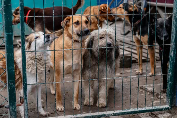 Barınakta evsiz köpekler var. Hayvan barınağında evlat edinilmeyi bekleyen köpekler. Başıboş hayvanlar konsepti. 