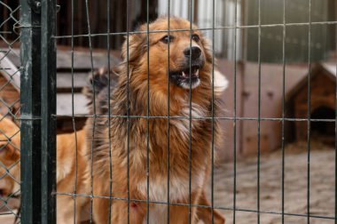Hayvan barınağında sahiplenilmeyi bekleyen başıboş bir köpek. Barınakta evsiz bir köpek var. Başıboş hayvanlar konsepti. 