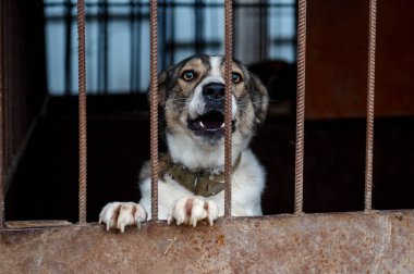 Hayvan barınağında sahiplenilmeyi bekleyen başıboş bir köpek. Barınakta evsiz bir köpek var. Başıboş hayvanlar konsepti. 