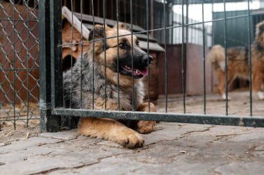 Hayvan barınağında sahiplenilmeyi bekleyen başıboş bir köpek. Barınakta evsiz bir köpek var. Başıboş hayvanlar konsepti. 