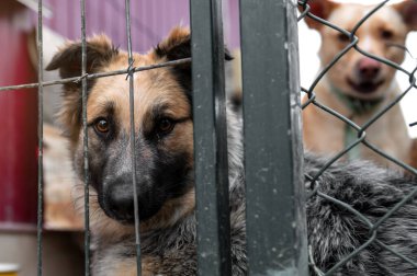 Hayvan barınağında sahiplenilmeyi bekleyen başıboş bir köpek. Barınakta evsiz bir köpek var. Başıboş hayvanlar konsepti. 