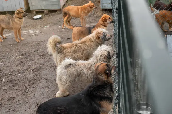 Perros Sin Hogar Refugio Perros Esperando Adopción Refugio Animales Concepto — Foto de Stock