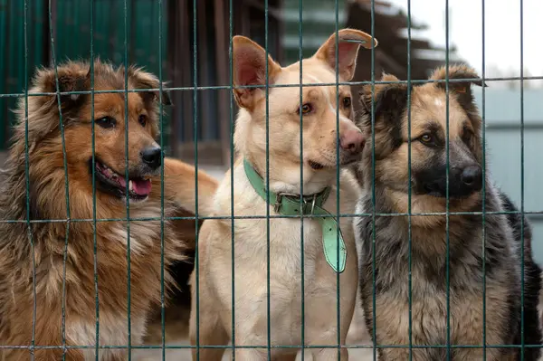 Perros Sin Hogar Refugio Perros Esperando Adopción Refugio Animales Concepto — Foto de Stock