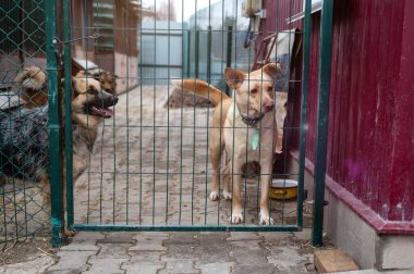 Hayvan barınağında sahiplenilmeyi bekleyen başıboş bir köpek. Barınakta evsiz bir köpek var. Başıboş hayvanlar konsepti. 