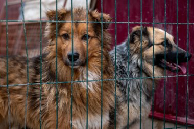 Hayvan barınağında sahiplenilmeyi bekleyen başıboş bir köpek. Barınakta evsiz bir köpek var. Başıboş hayvanlar konsepti. 