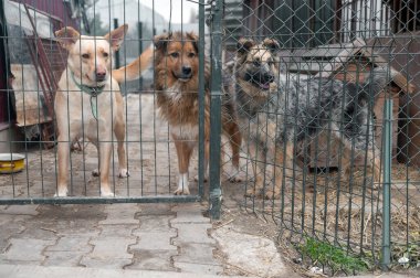 Hayvan barınağında evlat edinilmeyi bekleyen köpekler. Barınakta evsiz köpekler var. Başıboş hayvanlar konsepti. 