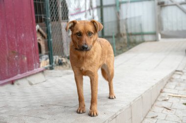 Köpek hayvan barınağında evlat edinilmeyi bekliyor. Barınakta evsiz bir köpek var. Başıboş hayvanlar konsepti. 