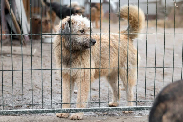 Perro Esperando Adopción Refugio Animales Perro Sin Hogar Refugio Concepto — Foto de Stock