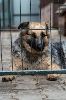Hayvan barınağında sahiplenilmeyi bekleyen başıboş bir köpek. Barınakta evsiz bir köpek var. Başıboş hayvanlar konsepti. 