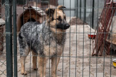 Köpek hayvan barınağında evlat edinilmeyi bekliyor. Barınakta evsiz bir köpek var. Başıboş hayvanlar konsepti. 