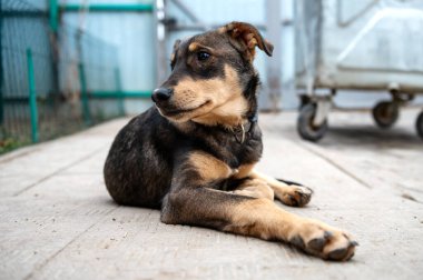 Köpek hayvan barınağında evlat edinilmeyi bekliyor. Barınakta evsiz bir köpek var. Başıboş hayvanlar konsepti. 