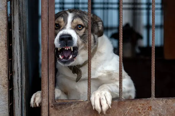 Angry mongrel dog in a cage at an animal shelter. Portrait of an angry dog barking into the camera through the grille