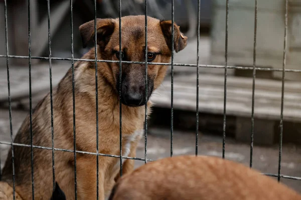 Dog waiting for adoption in animal shelter. Homeless dog in the shelter. Stray animals concept.