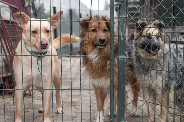 Perros Esperando Adopción Refugio Animales Perros Sin Hogar Refugio Concepto — Foto de Stock