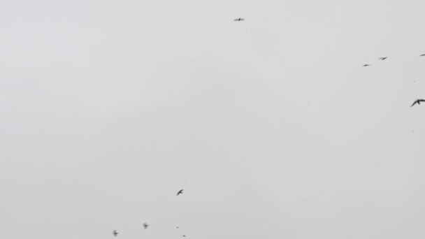Large Flock Birds Flying Background Gray Sky Crows Flies Chaotically — Stock Video