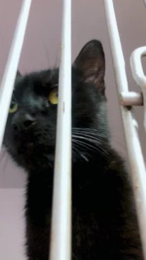 Hayvan barınağındaki kedi evlat edinilmeyi bekliyor. Kafesteki evsiz kedi. Terk edilmiş kedi çitin arkasında evlatlık bekliyor..