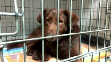 Hayvan barınağındaki köpek evlat edinilmeyi bekliyor. Kafesteki evsiz köpek. Terk edilmiş köpek çitin arkasında evlatlık bekliyor..