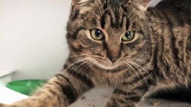 Kočka Útulku Čeká Adopci Kočka Bez Domova Klecích Opuštěná Kočka — Stock video