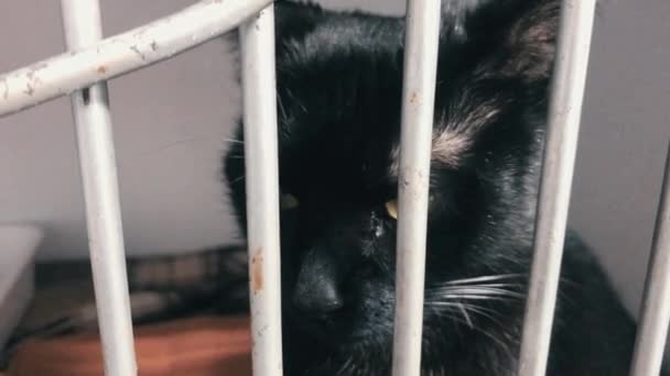 动物收容所里的猫在等待收养 关在笼子里的无家可归的猫被遗弃的猫在栅栏后面等待收养 — 图库视频影像