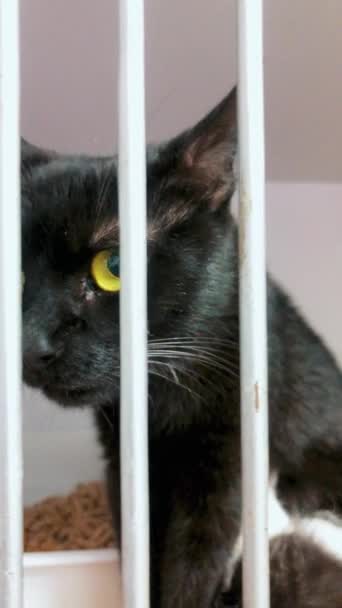 动物收容所里的猫在等待收养 关在笼子里的无家可归的猫被遗弃的猫在栅栏后面等待收养 — 图库视频影像