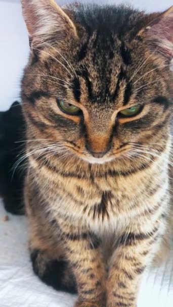 Katze Tierheim Wartet Auf Adoption Obdachlose Katze Käfig Verlassene Katze — Stockvideo