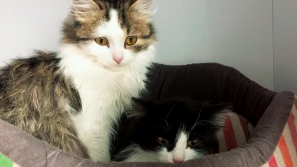 Gato Refugio Animales Esperando Adopción Gato Sin Hogar Jaulas Gato — Vídeo de stock